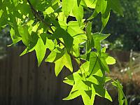 Sunlight through the leaves
