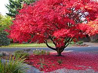 Fall Color