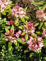 Rhodie