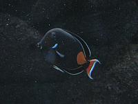 201205A2 1255