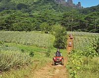 Through a pineapple plantation