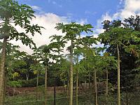 Papayas