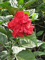 Hibiscus (?)