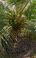 Coconut palm from above