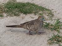 Wild dove