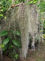 This 'Spanish moss' is neither moss nor lichen.  It is an epiphyte which gets its nutrients and water from air and rainfall.  In French Polynesia, pieces are hung on chain link fences where they grow and decorate the fence.