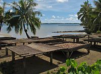 Copra (coconut meat) drying in the sun