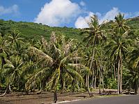 Coconut plantation