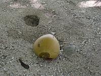 Coconut & land crab burrow