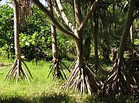 Pandanus trees