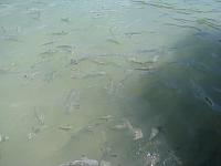 Waiting for the remnants of our lunch