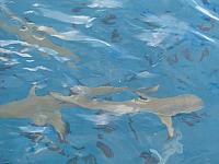 Blacktip reef sharks