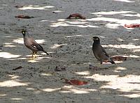 Myna birds