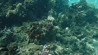 Coral off Huahine