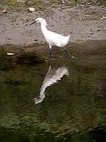 Egret in the canal