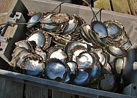 Shells from 'black pearl' oysters