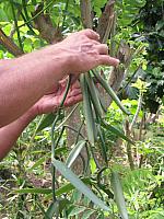 Vanilla is an orchid...these are the seed pods