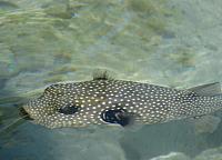 Puffer fish (not puffed ;-)