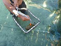 Bruno shows poisonous stone fish