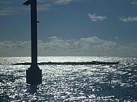 Coral & warning marker