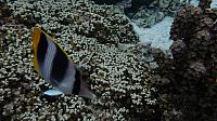 Butterfly fish