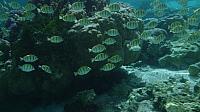 School of (sergeant major?) fish