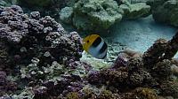 Butterfly fish