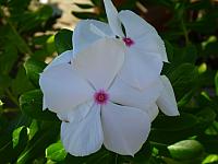 Impatiens