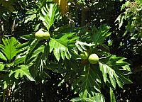 Breadfruit