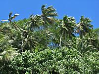 Palm trees blow in the wind