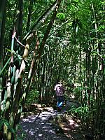 Trail to Fautaua Waterfall through bamboo grove