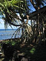 Pandanus next to the restaurant