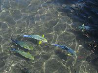 Fish (we were encouraged to take leftovers from lunch and feed to fish)