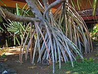 Pandanus
