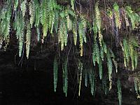 Dripping ferns at grotto
