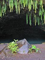 Dripping ferns & grotto