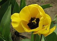 La Conner/Mt. Vernon