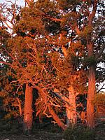 201310SW 208