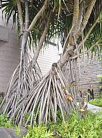 201312 Hawaii Edo 043