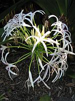 201312HawaiiA 177