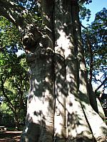 201312HawaiiA 189