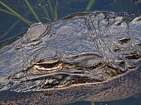 Anhinga Trail to Flamingo