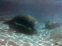 Crystal River & Sarasota