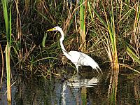 Everglades City & Shark Valley