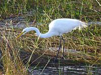 201402CaribK 141