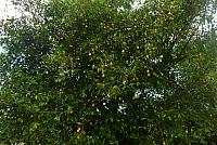 201402CaribK 311