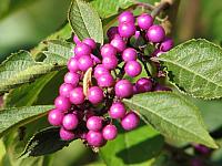 201411 - November 2014