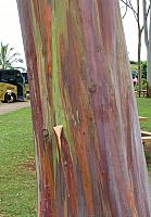201501 Hawaii 385