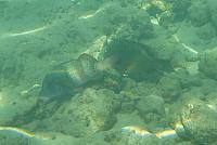 201501 Hawaii 796