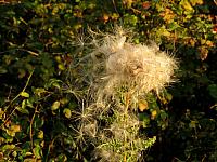 201509OlympicPeninsula 167